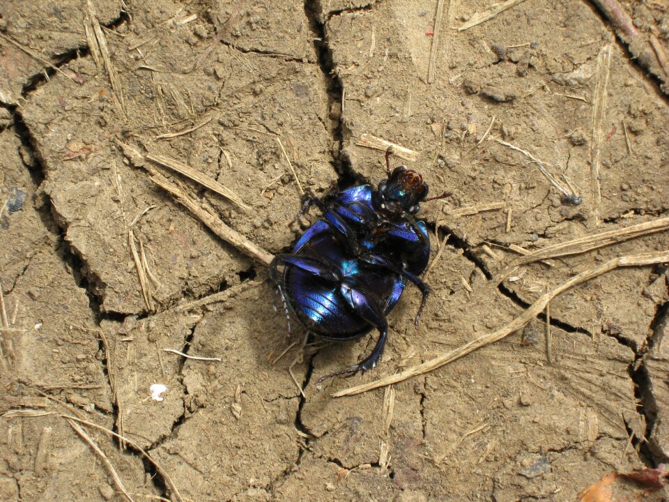 Dung beetle ground arable