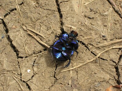 Dung beetle ground arable