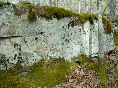 Moss wilderness nature