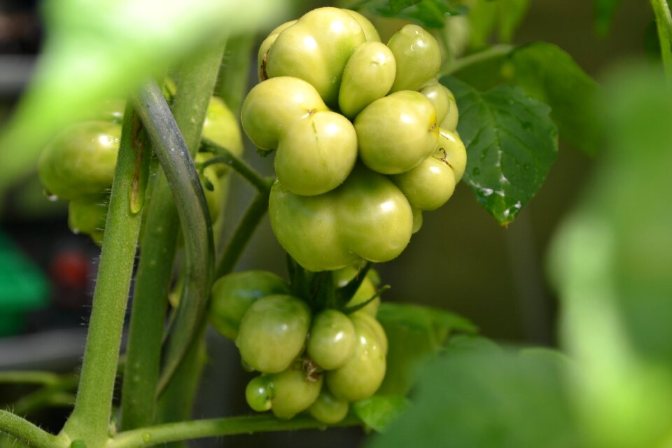 Russian reisetomate vegetables garden