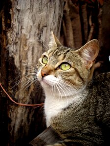 Feline brick observing