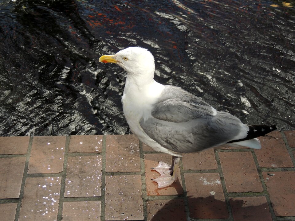 Sea nature animal