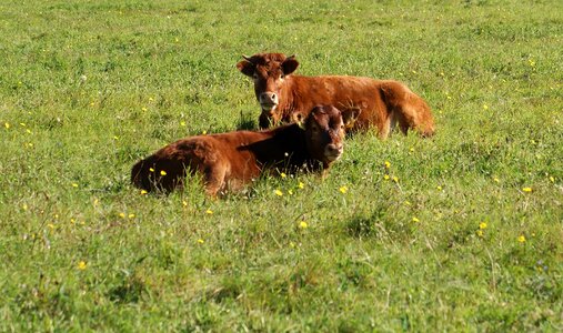 Animal cattle mammals