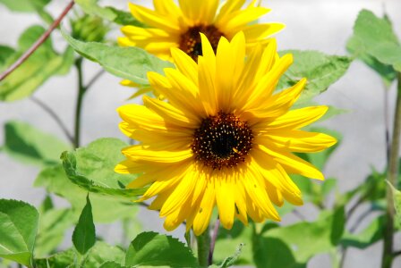 Wild flower flowers nature