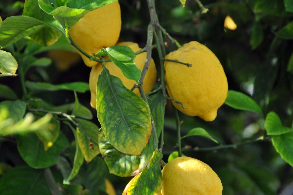 Lemons plant fruits