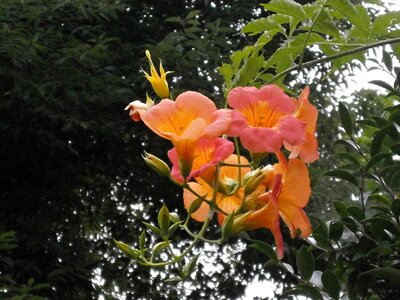 Orange blossom summer flowers the vine