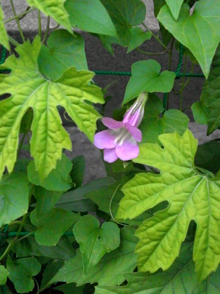 Scrophulariaceae plantaginaceae pink flower