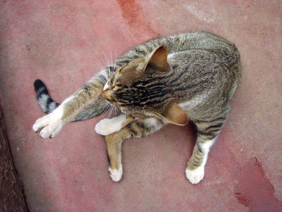 Cat animal feline