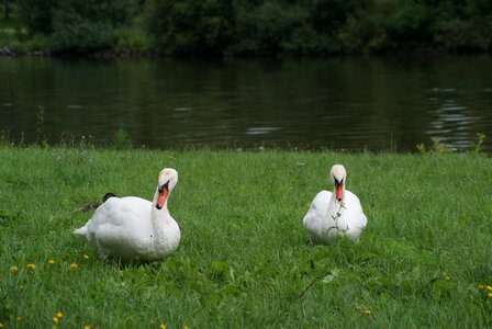 Bird white swans