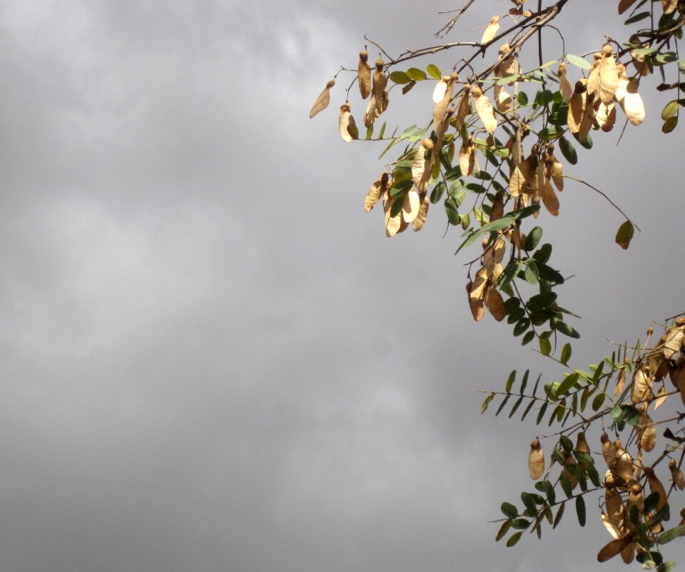 Branches sycamore tree dry sycamore leaves photo