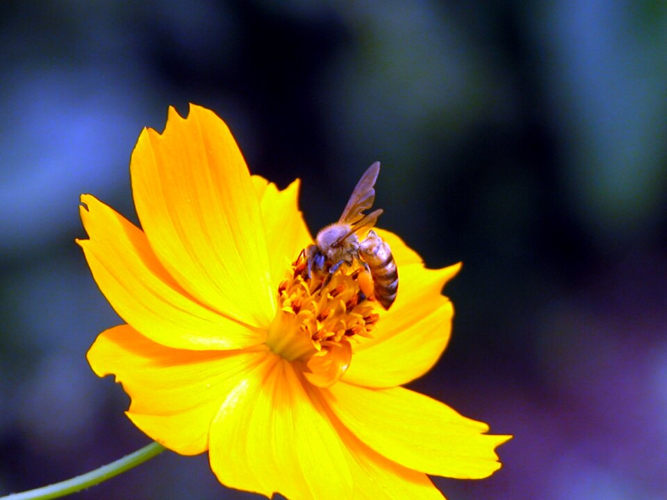 Bee yellow flower