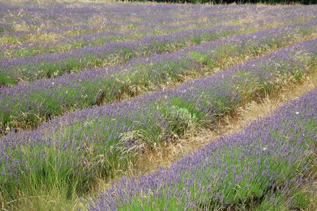 Lavender provence south