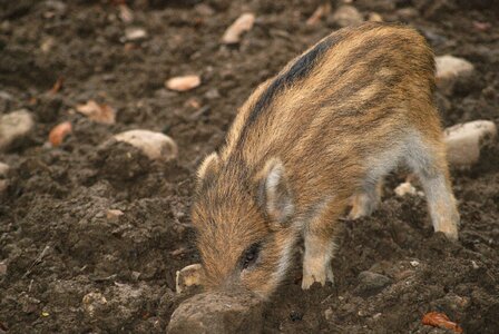 Pig animals cute
