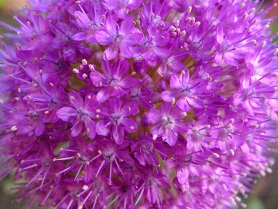 Tiny flower purple flower
