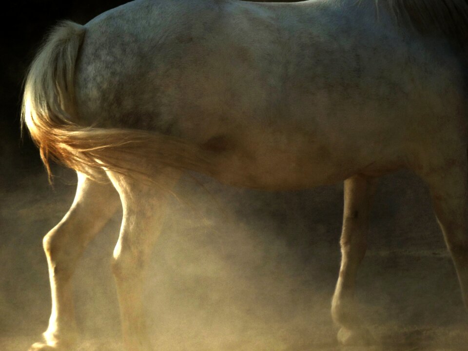 Animal white powder