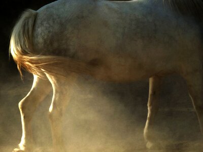 Animal white powder