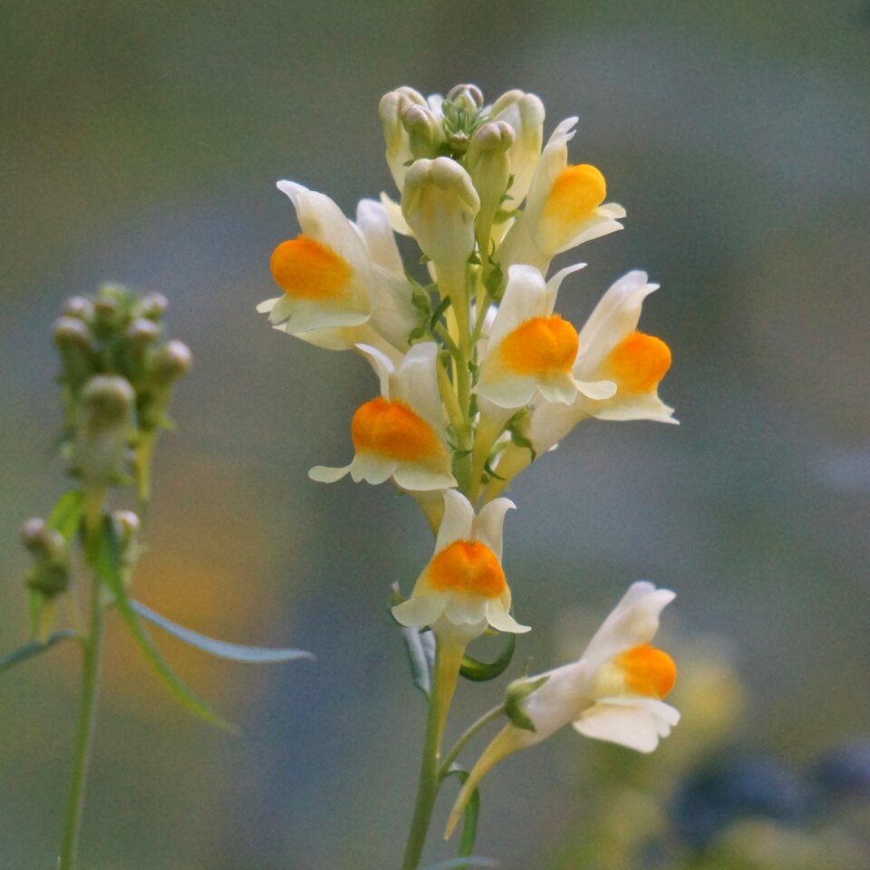 Pillik flower plant scenic