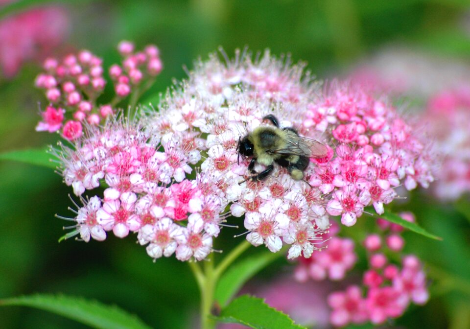 Insects spring macro