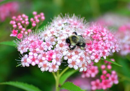 Insects spring macro photo