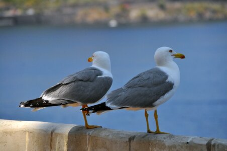 Gulls birds bill
