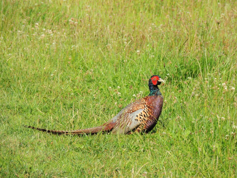 Animal nature meadow