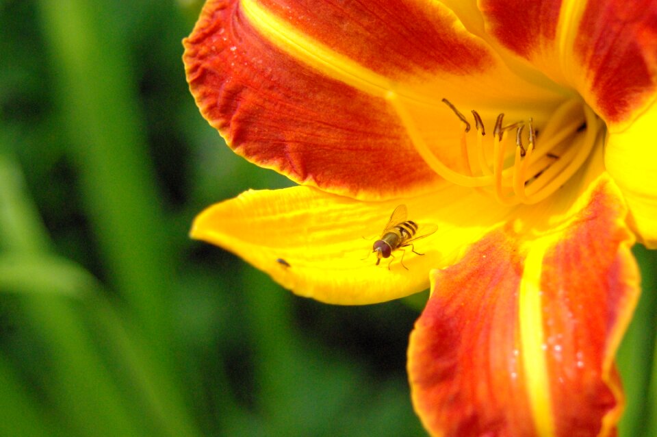 Hemerocallidoideae plant lily