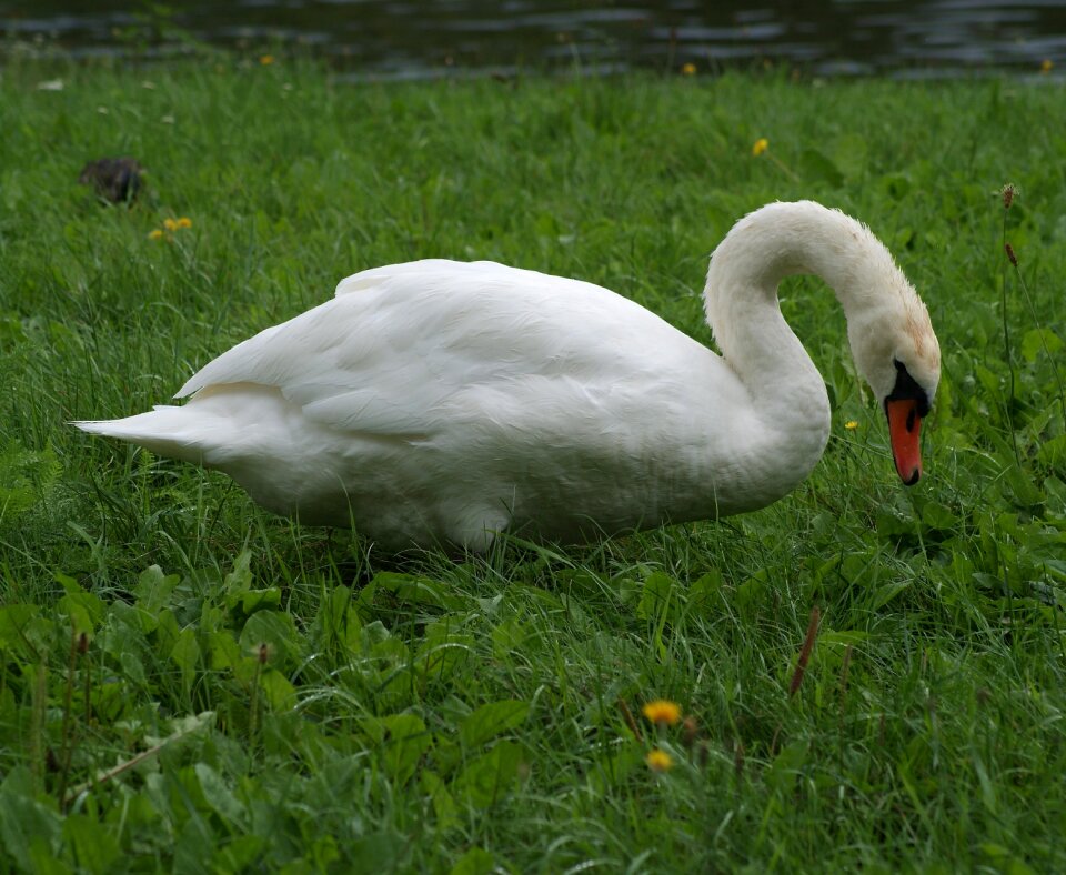 Bird white feather