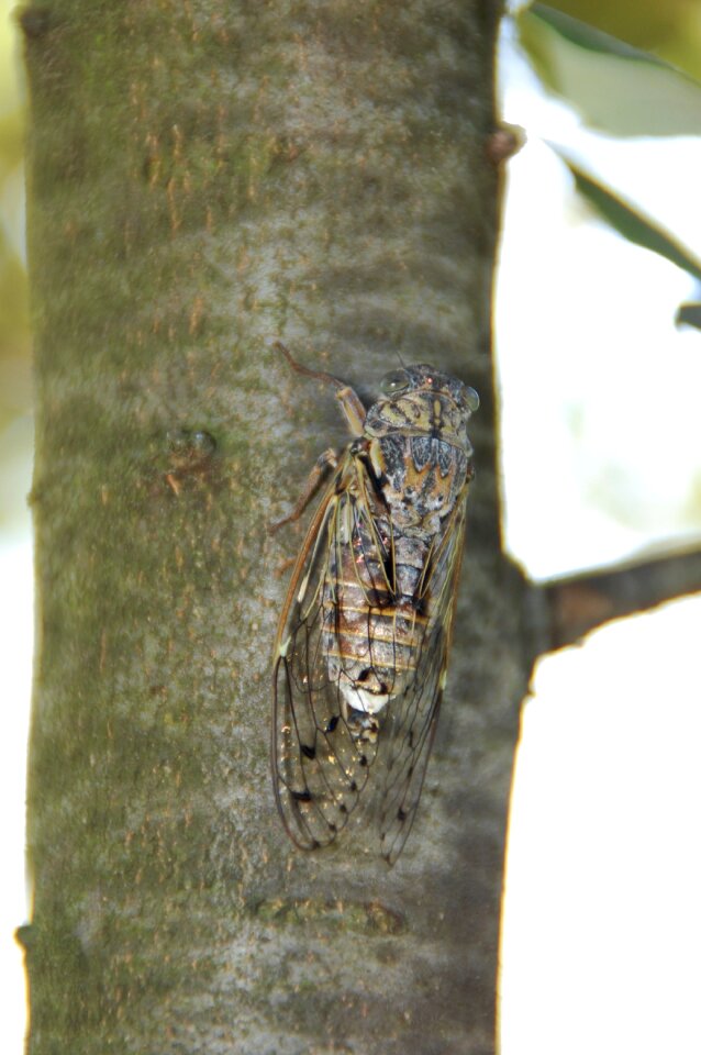 South insect provence