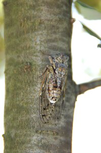 South insect provence