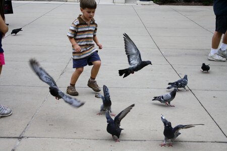 Kid birds pigeons photo