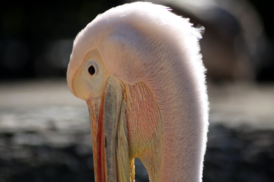 Animal pink plumage