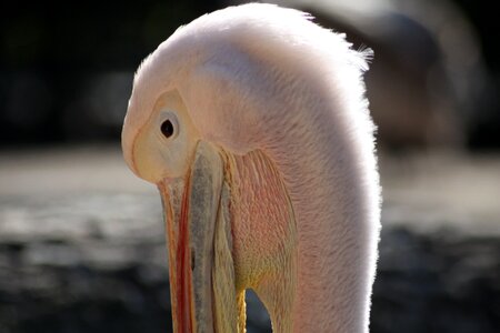 Animal pink plumage photo