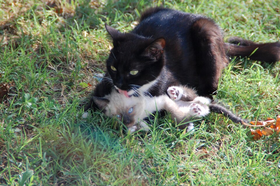 Mom cat and her calf animal tenderness animals
