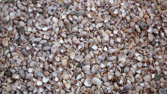 Mussels shells beach