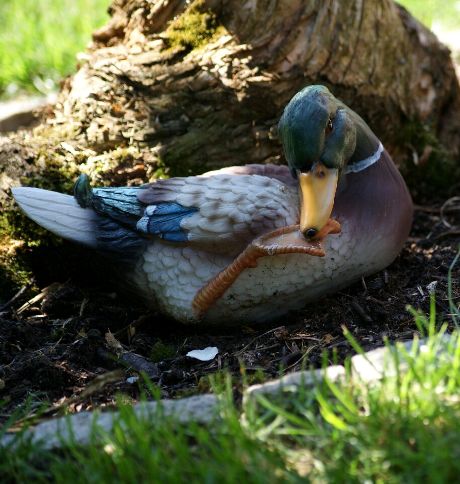 Bird water bird animal world