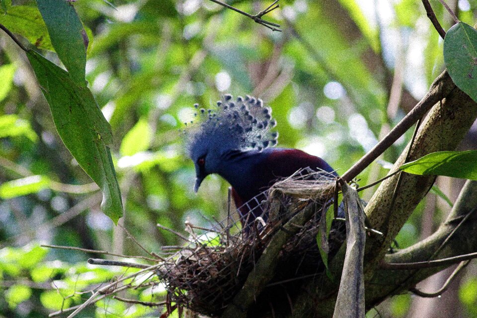 Blue gorgeous plumage