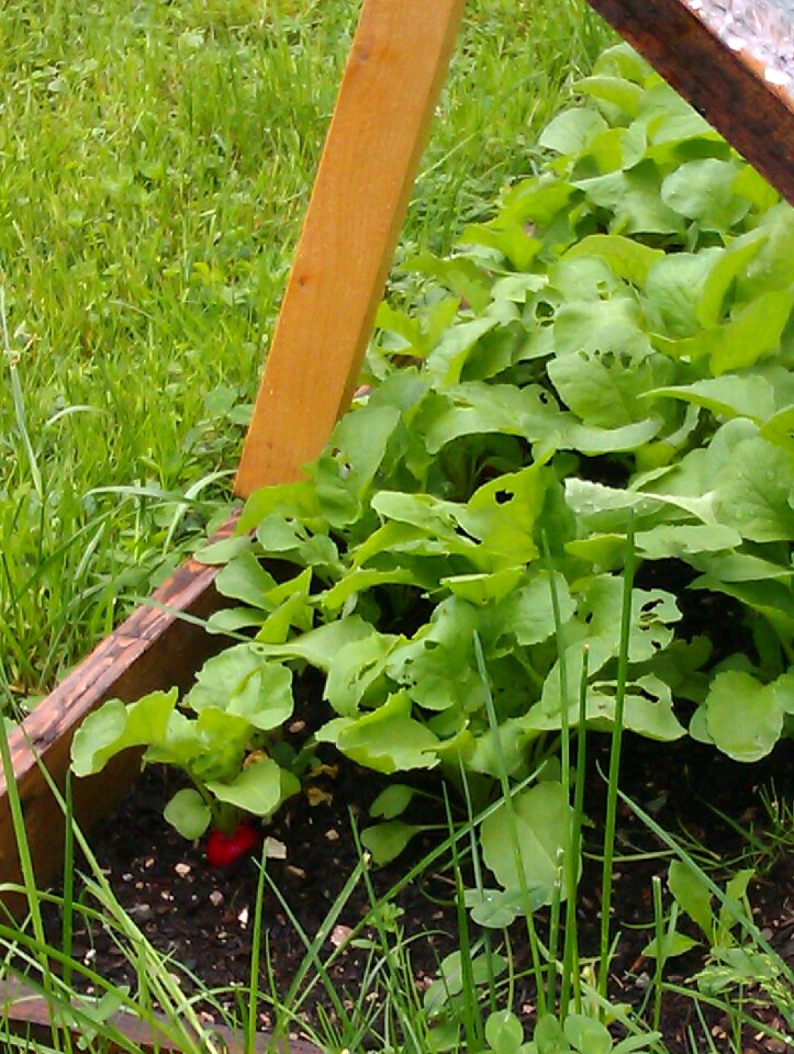 Grow vegetables yourself spring gardening