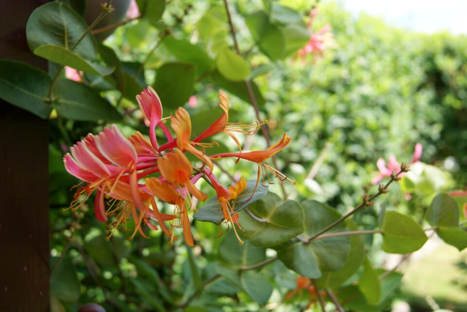 Flower blossom bloom