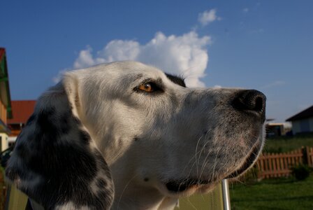 Pet view eyes