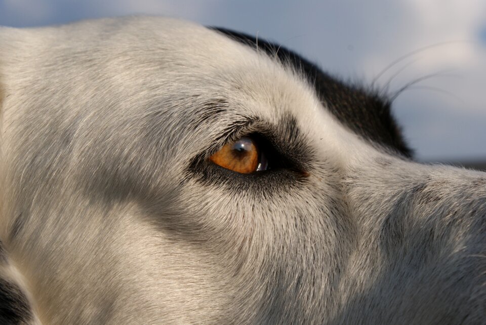 Pet view eyes