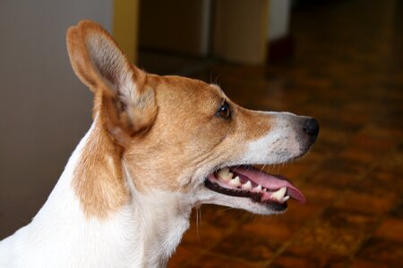 White and tan exposed teeth pointed ears