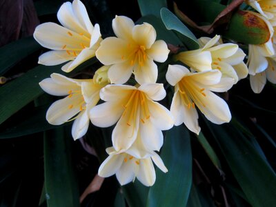 Bush lily white yellow