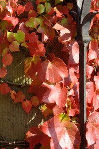 Vine leaves in the autumn red