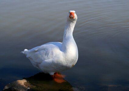 Pond fowl looking straight forward