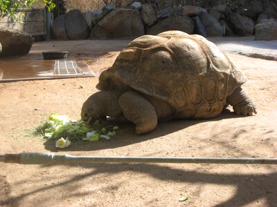 Animal nature turtle