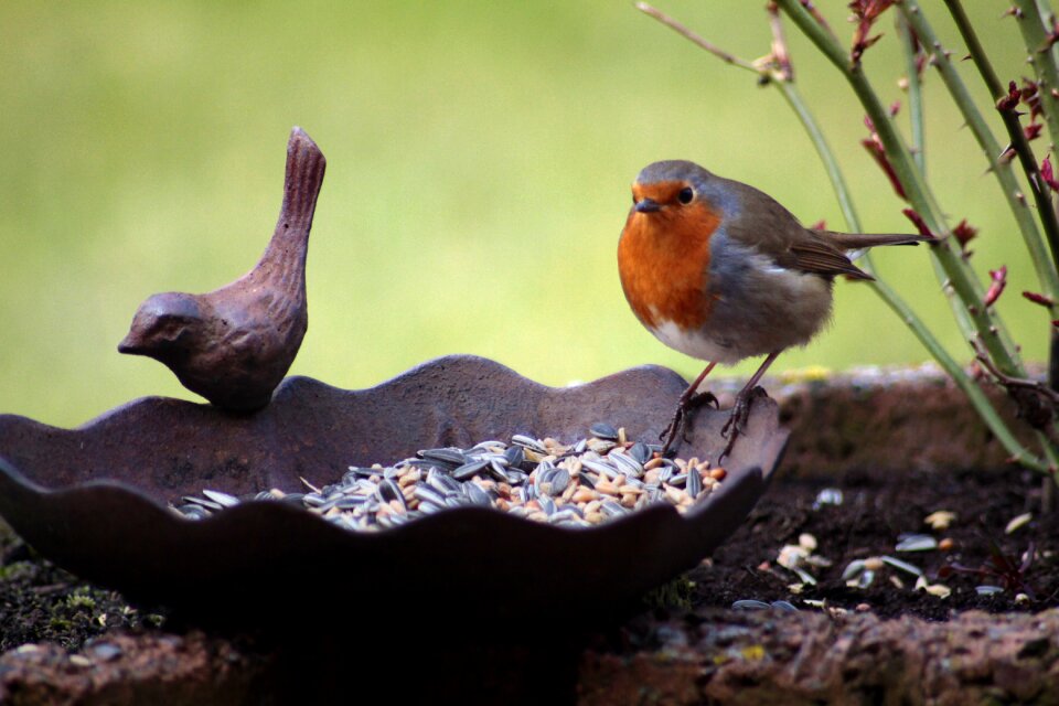 Bird bath animal eat