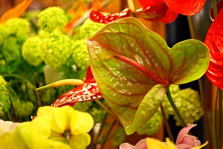 Plant red green