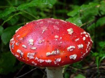 Toxic spotted mushroom