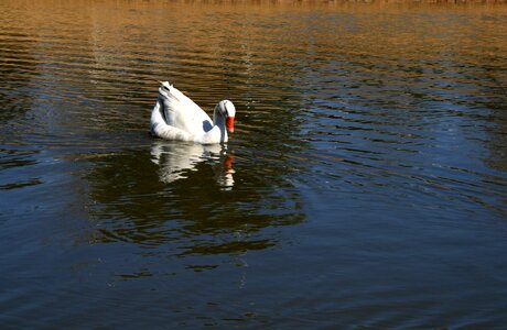 Duck on water water ripples reflecting