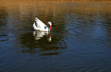 Duck on water water ripples reflecting photo